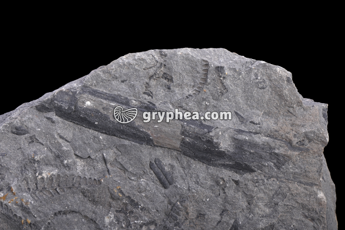 Schiste houiller avec débris végétaux fossiles - détail - gryphea.org